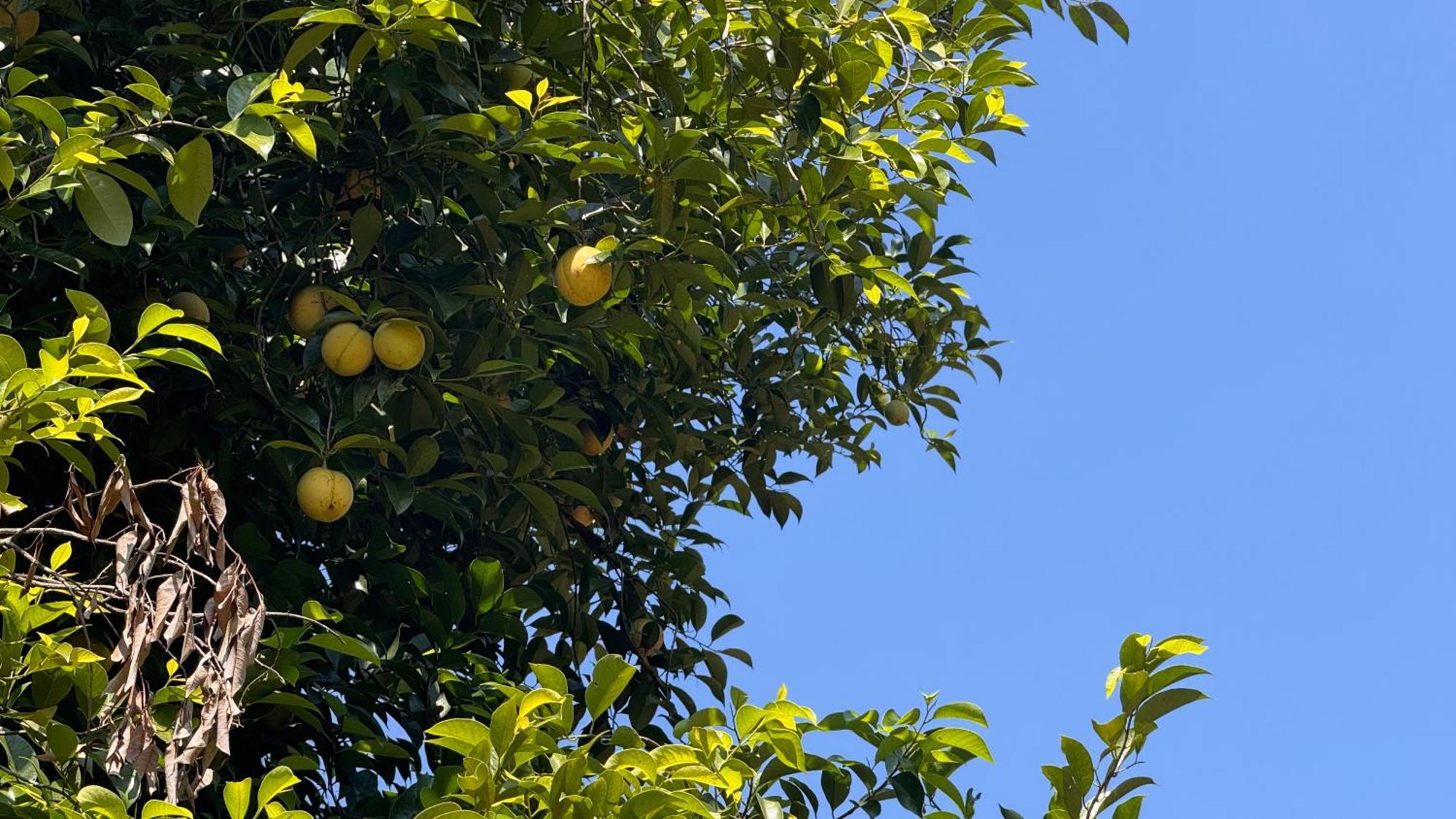 Calm Shack - 2 Bedroom-Boutique Farm Stay Munnar Εξωτερικό φωτογραφία